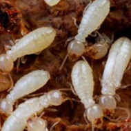 如何科學(xué)防治，白蟻頻頻出沒